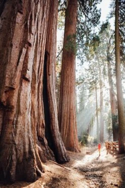 The Hidden Tracks -Osprey Salgsbutikk atupman sequioanp jpg 2000x jpeg