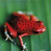 Panama Rough Guides Reiseguide -Osprey Salgsbutikk cover 43